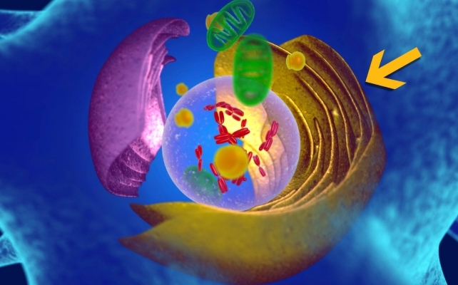 Scientists Find Cell Process That May Slow Aging - Image 4
