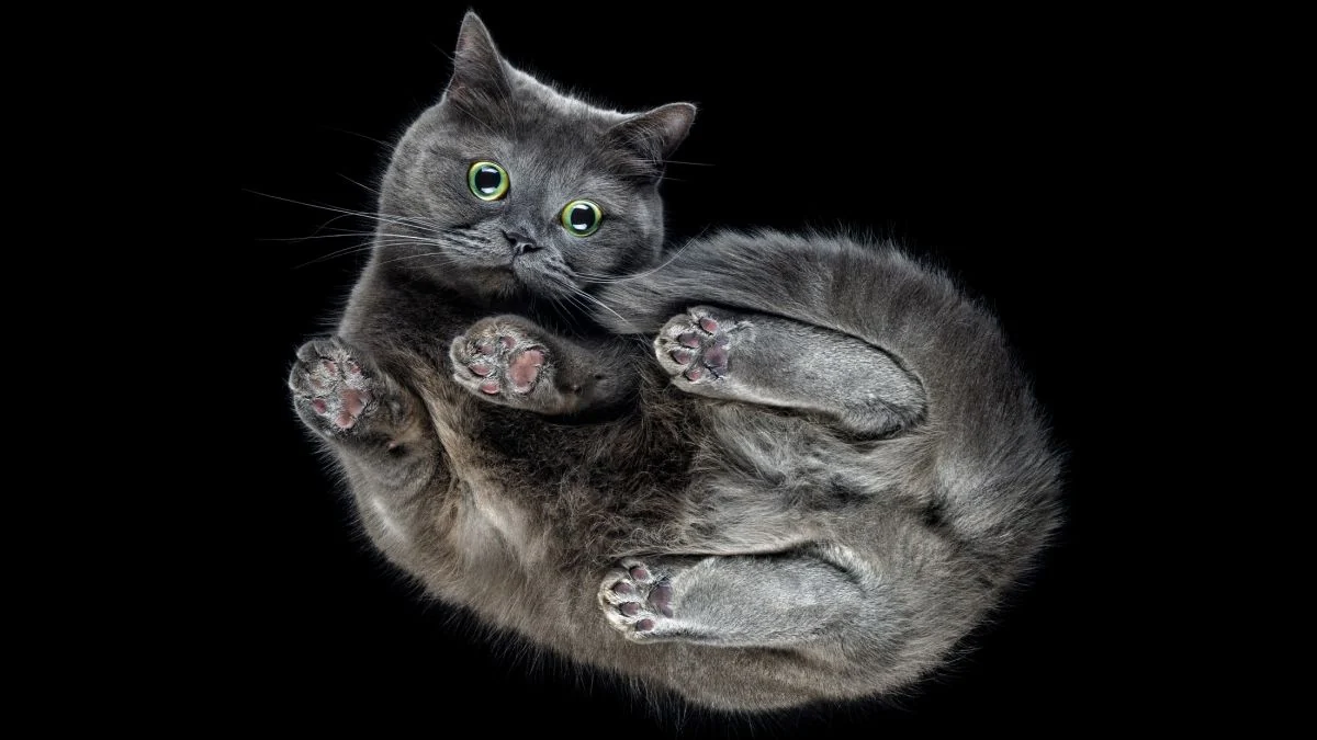 High-speed photography sequence showing orange tabby cat twisting midair during controlled fall