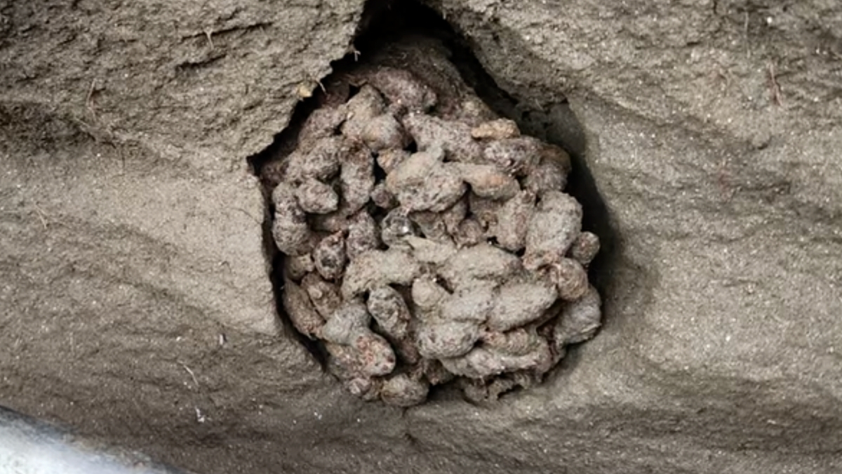Ancient Squirrel Poop Preserves 700,000 Years of DNA