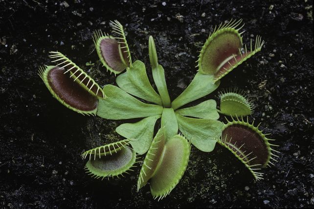 Scientists Crack Mystery of Speedy Venus Flytrap - Image 4