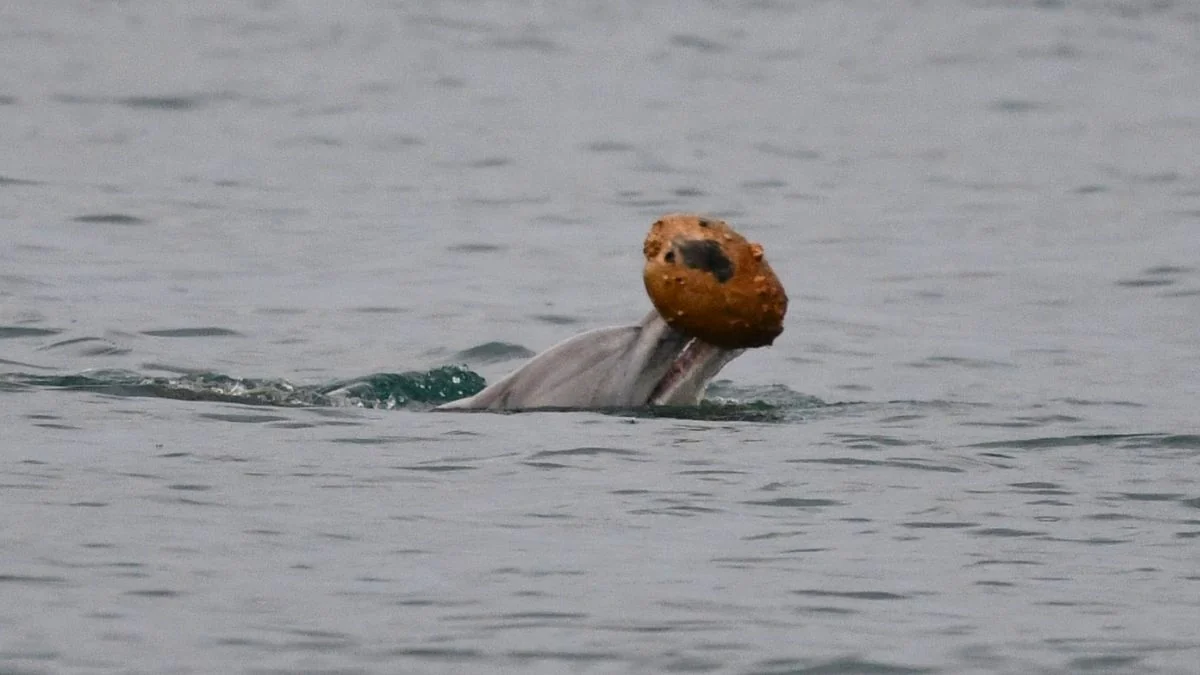 Dolphins Learn Shell-Hunting From Moms in Australia