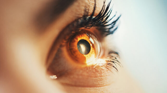 Gene Therapy Repairs Damaged Vision in Dogs, Maybe Humans - Image 2