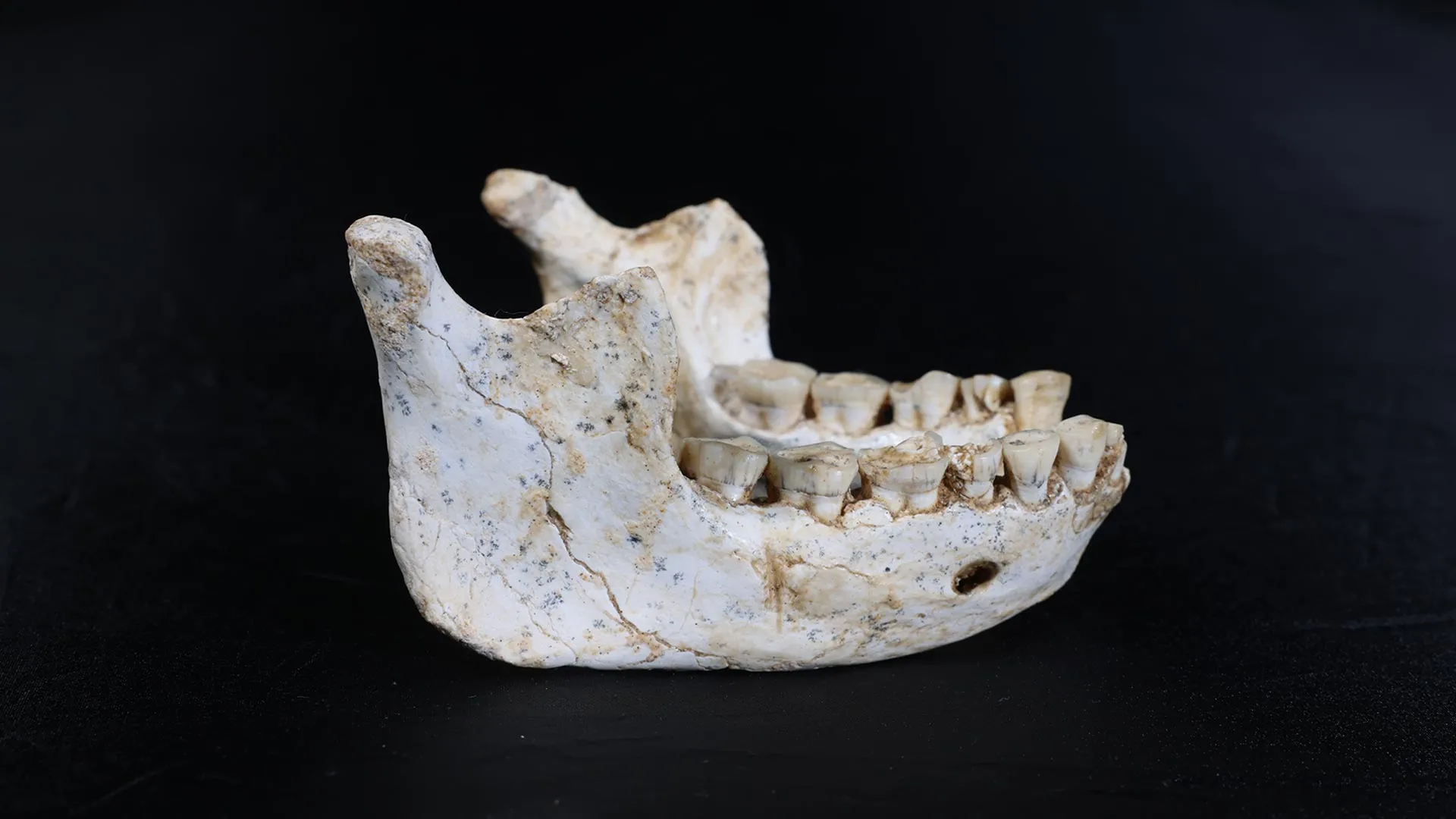 773,000-Year-Old Fossils May Reveal Our Shared Ancestor