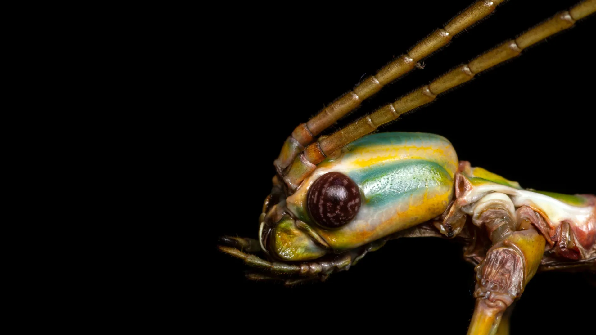 Scientists Find 2 New Giant Stick Insects Hiding in Australia