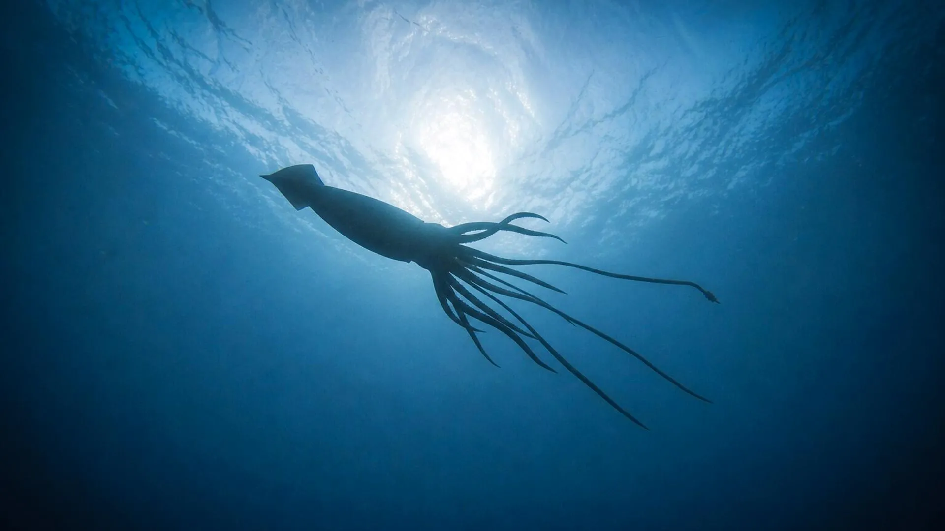 Giant Squid Found Off Australia in Hidden Deep-Sea World