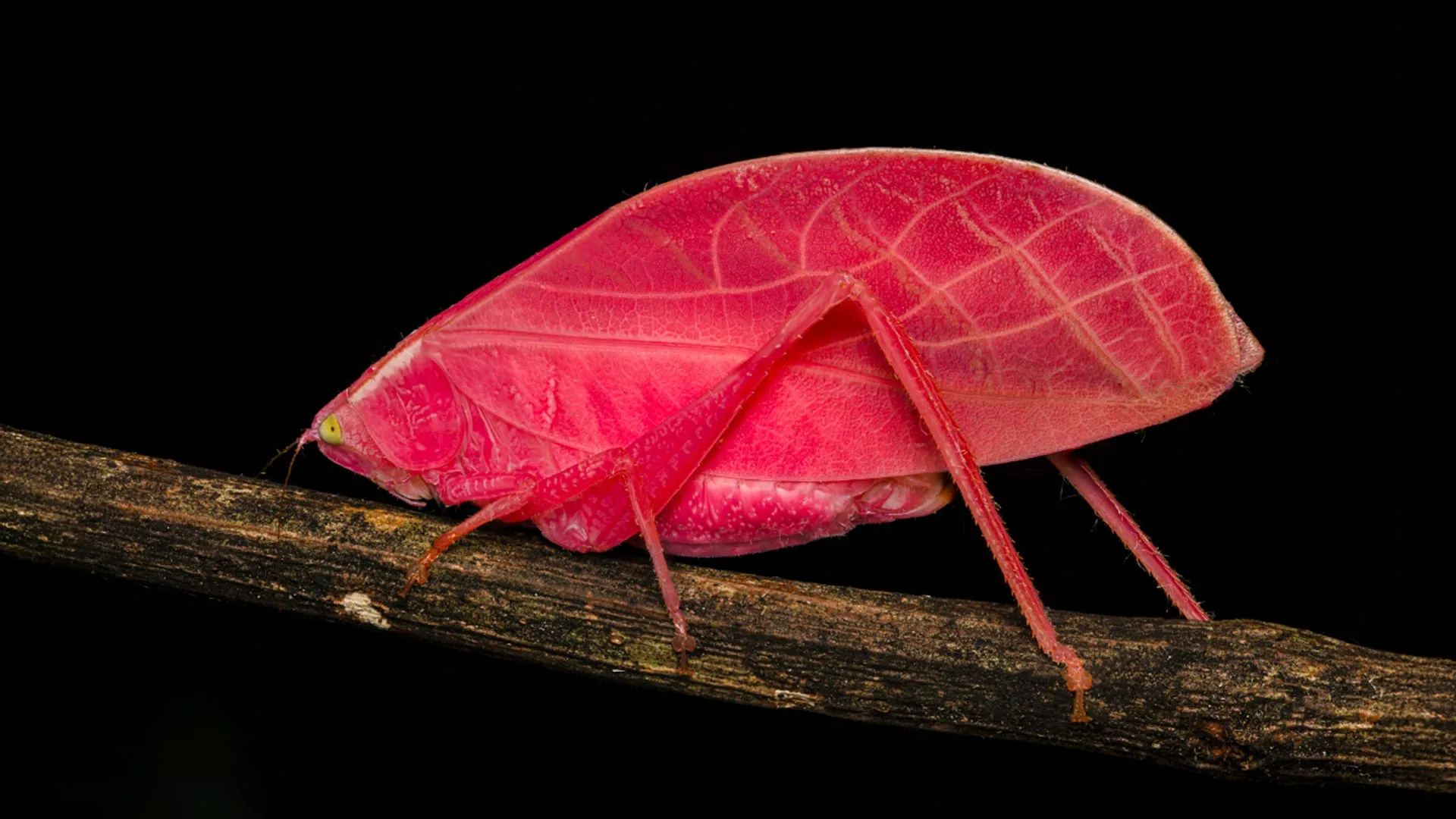 Pink Katydid Shifts to Green in 11 Days