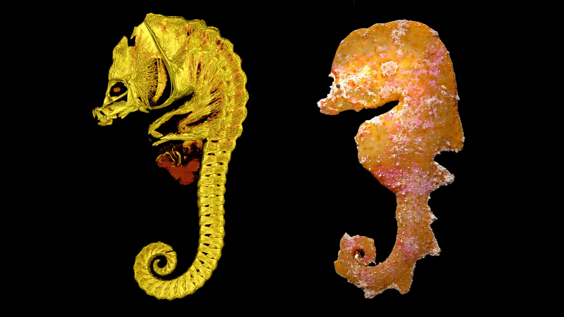 Australia Discovers 3 Rare 'Sea Muppet' Fish