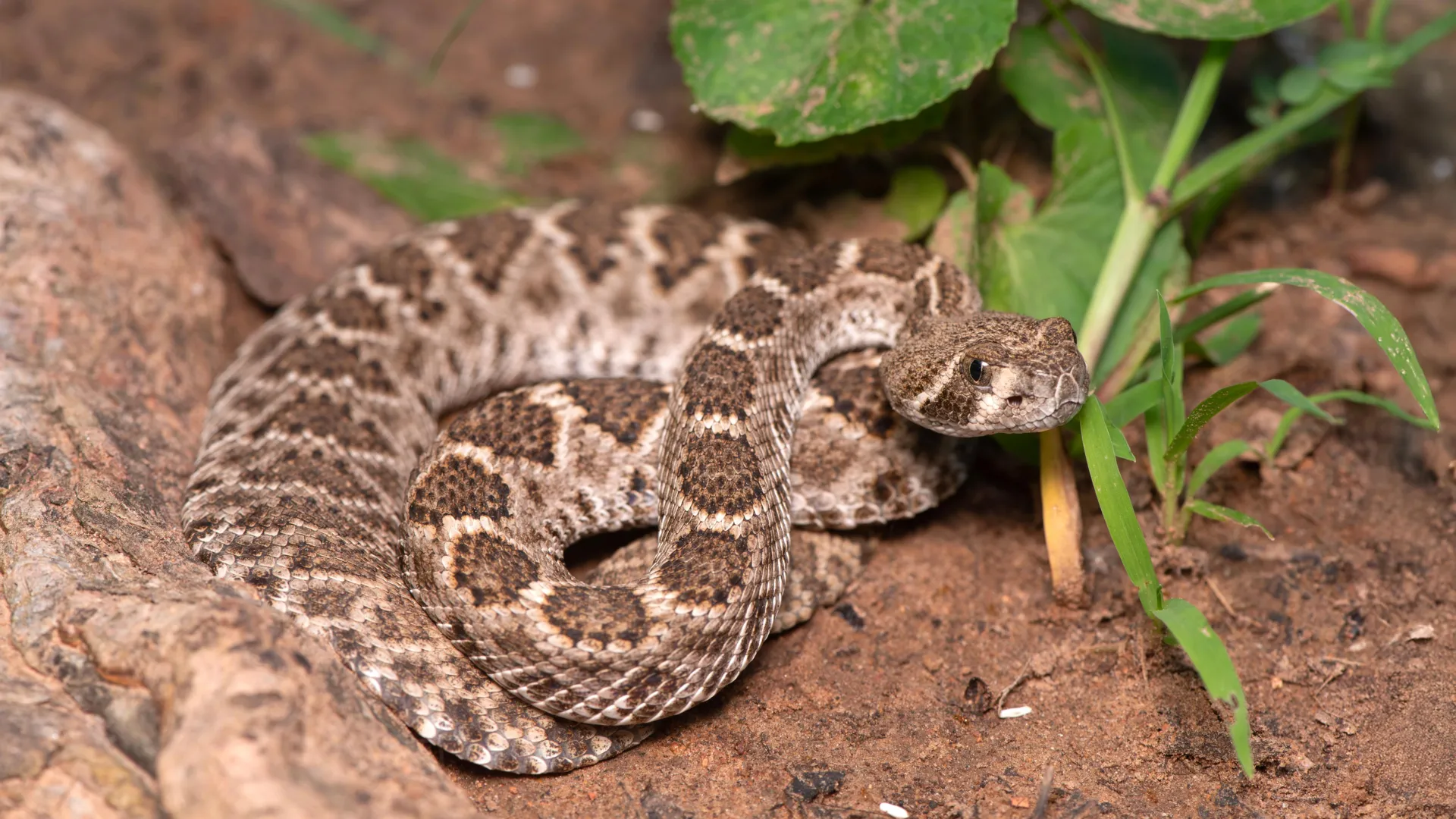Scientists Debunk Dangerous Baby Rattlesnake Myth