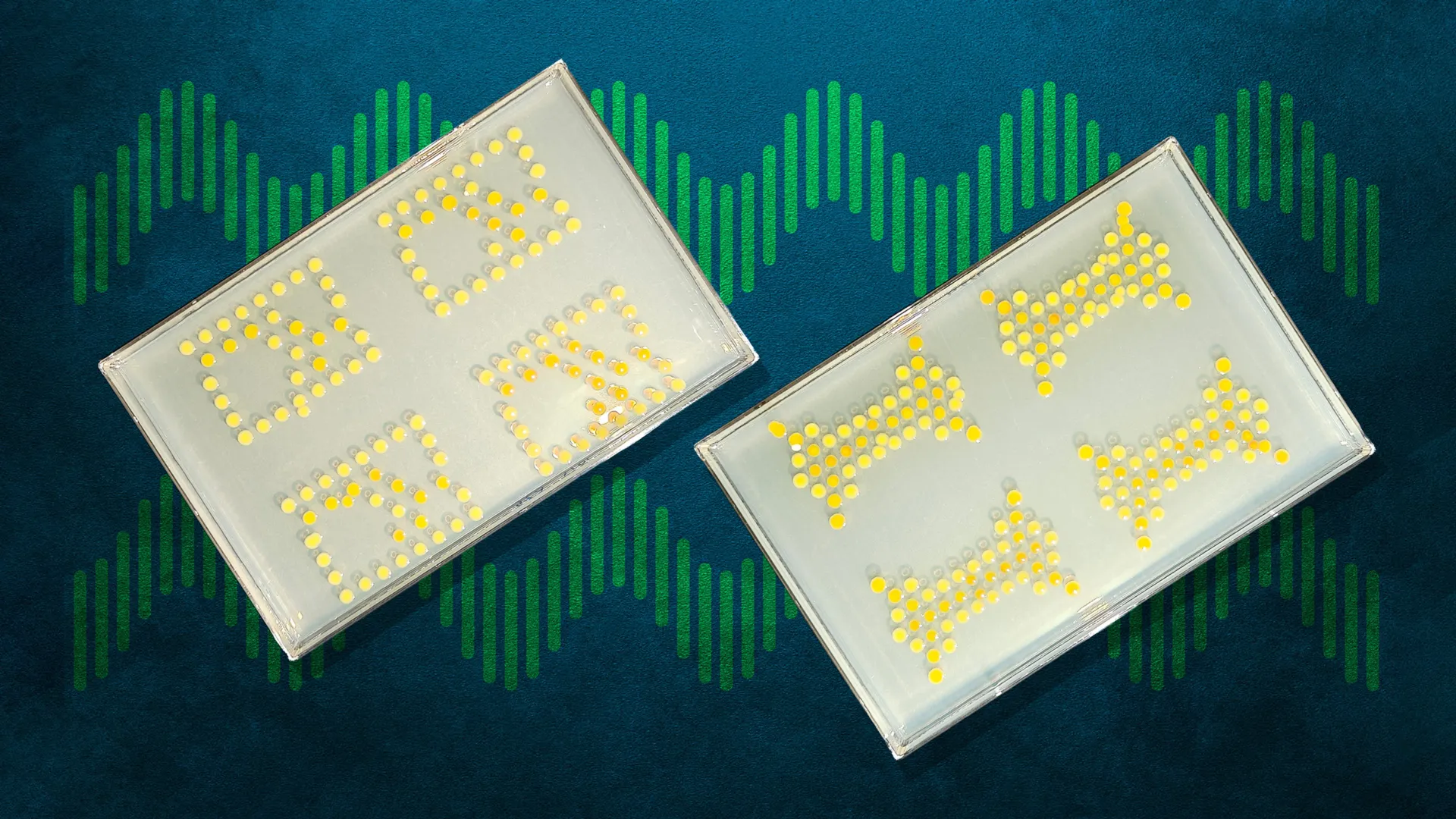 MIT Creates Living Bacterial Computers to Protect Plants