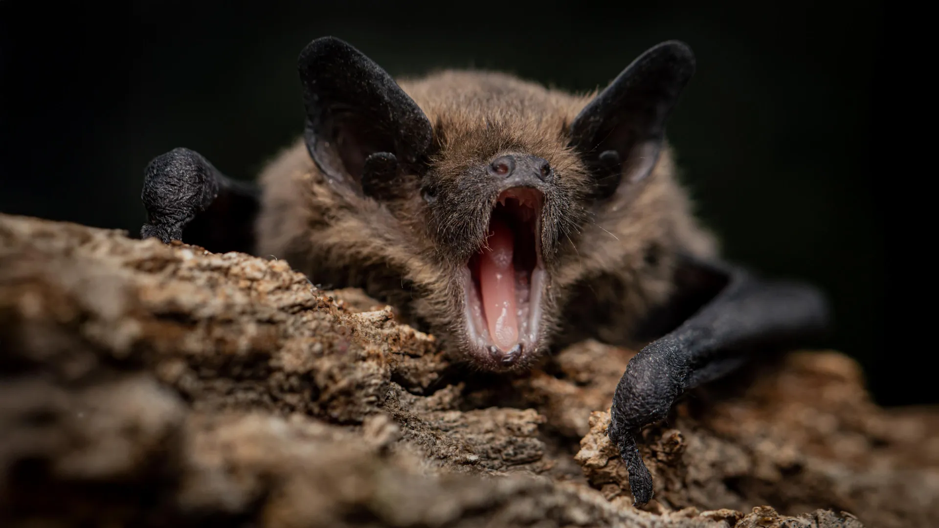 Bats Have 2 Immune Systems Scientists Never Knew Existed