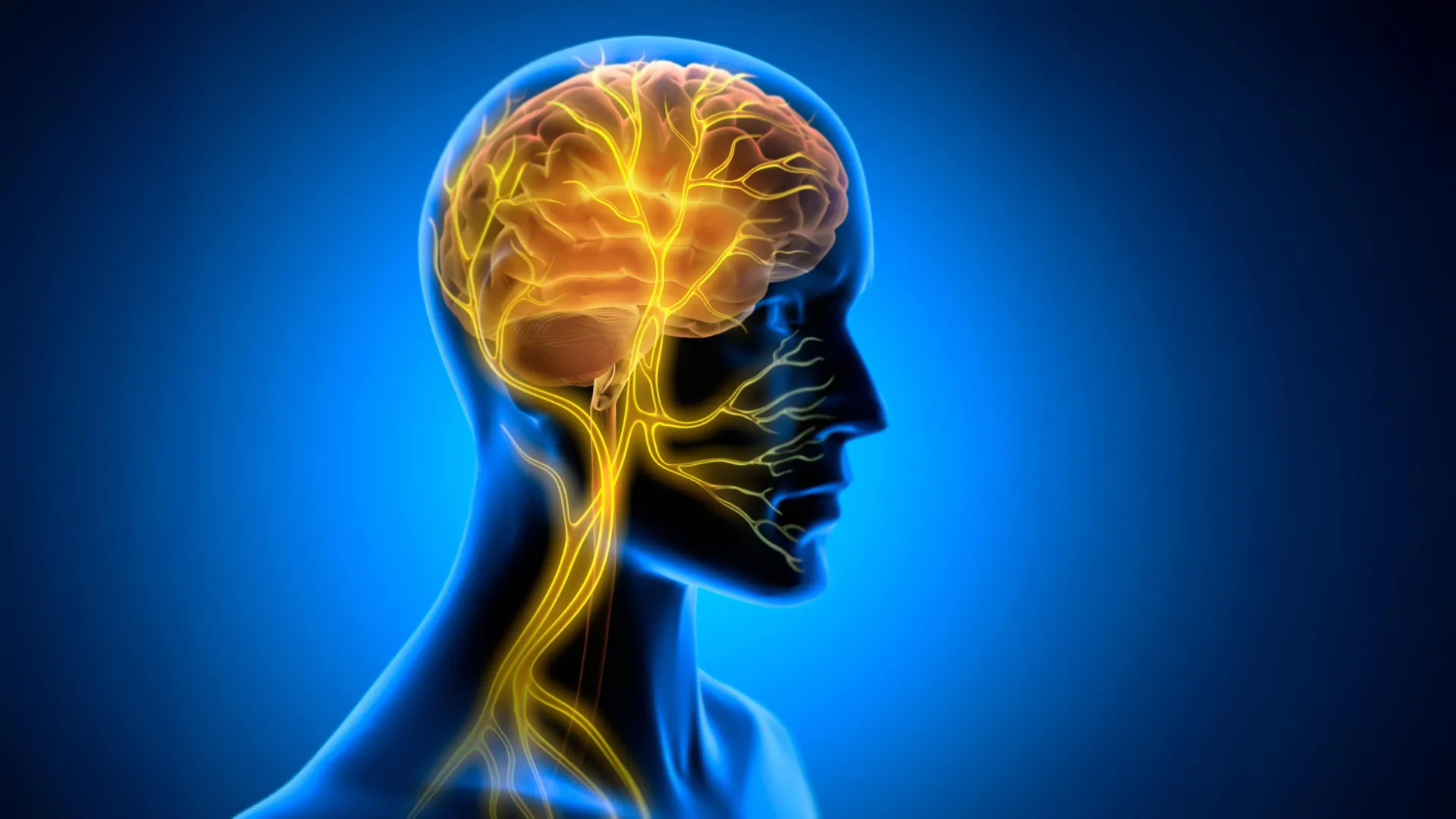 Scientists Find Nerve Trick That Makes New Skills Stick