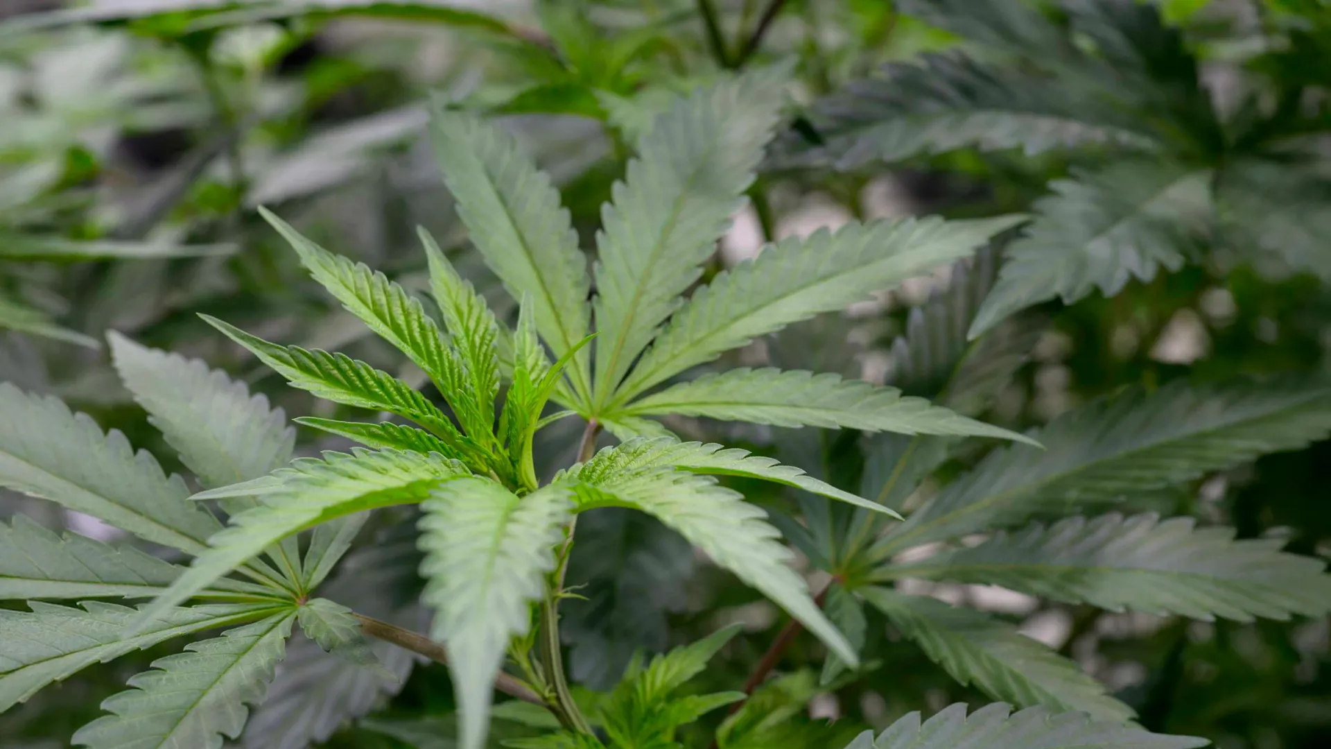 Cannabis Aroma Compound Relieves Pain Without the High