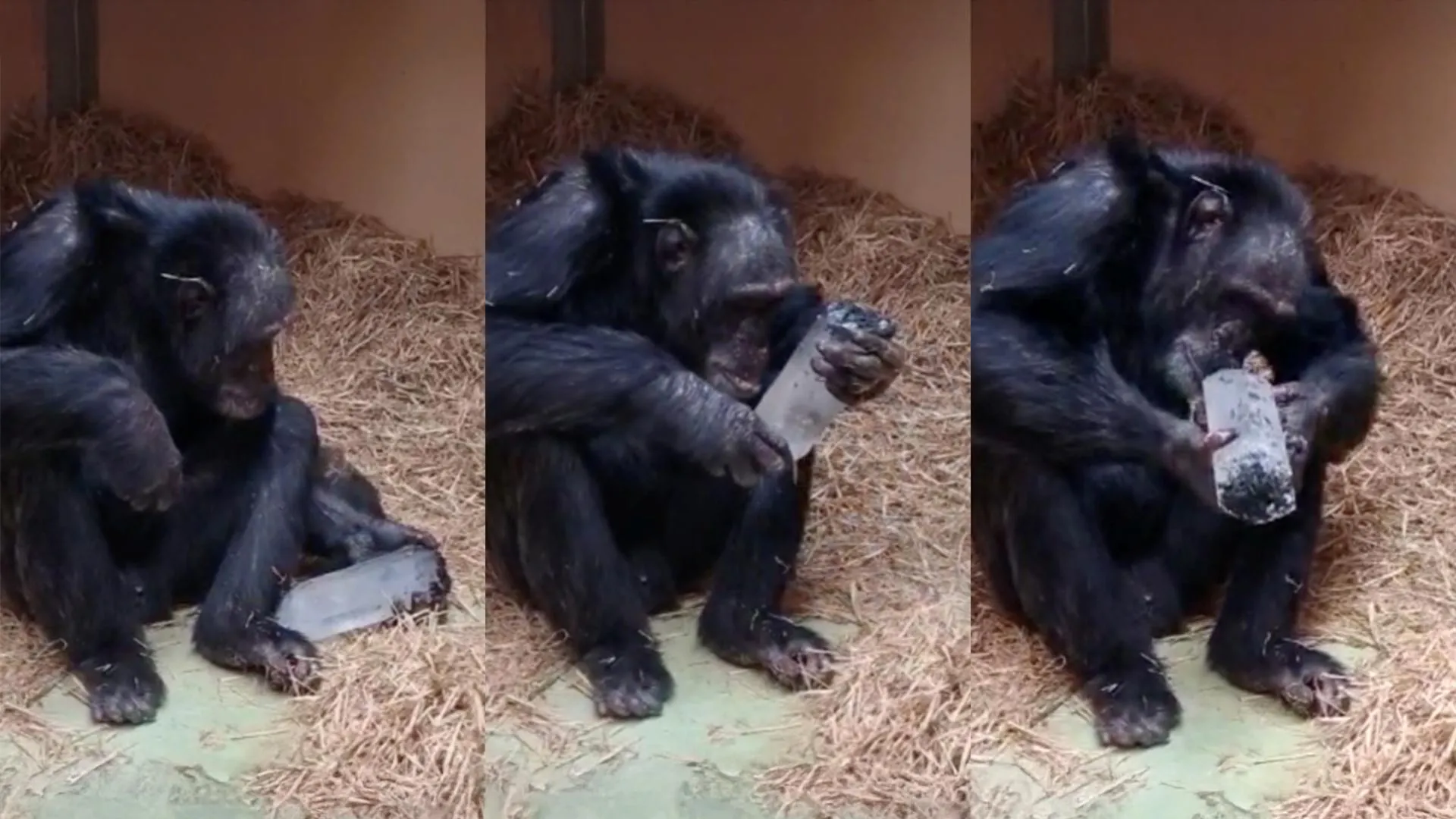 Chimps Choose Crystals Over Rocks, Revealing Ancient Mystery