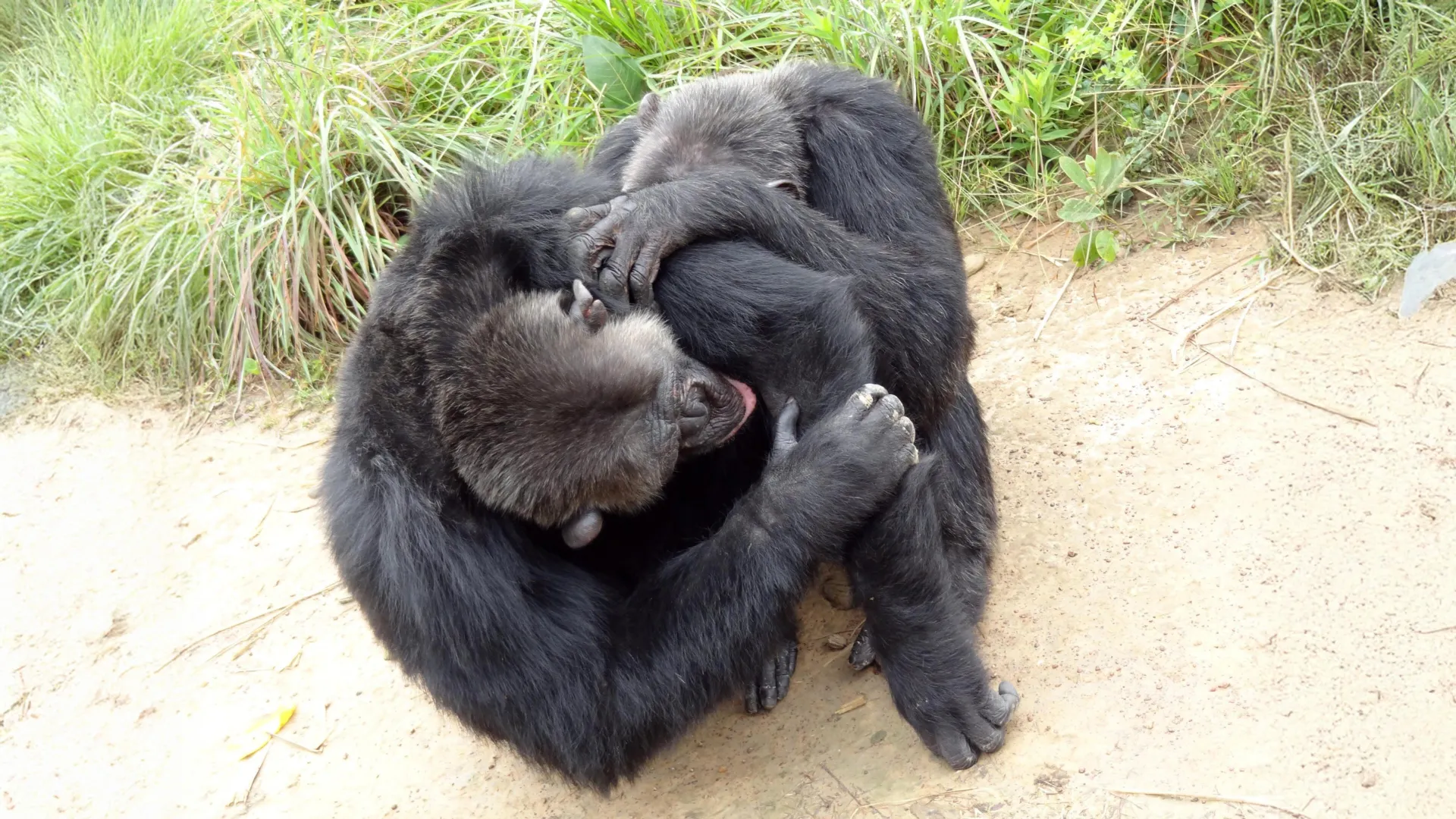 Chimps and Bonobos Form Friend Circles Like Humans Do