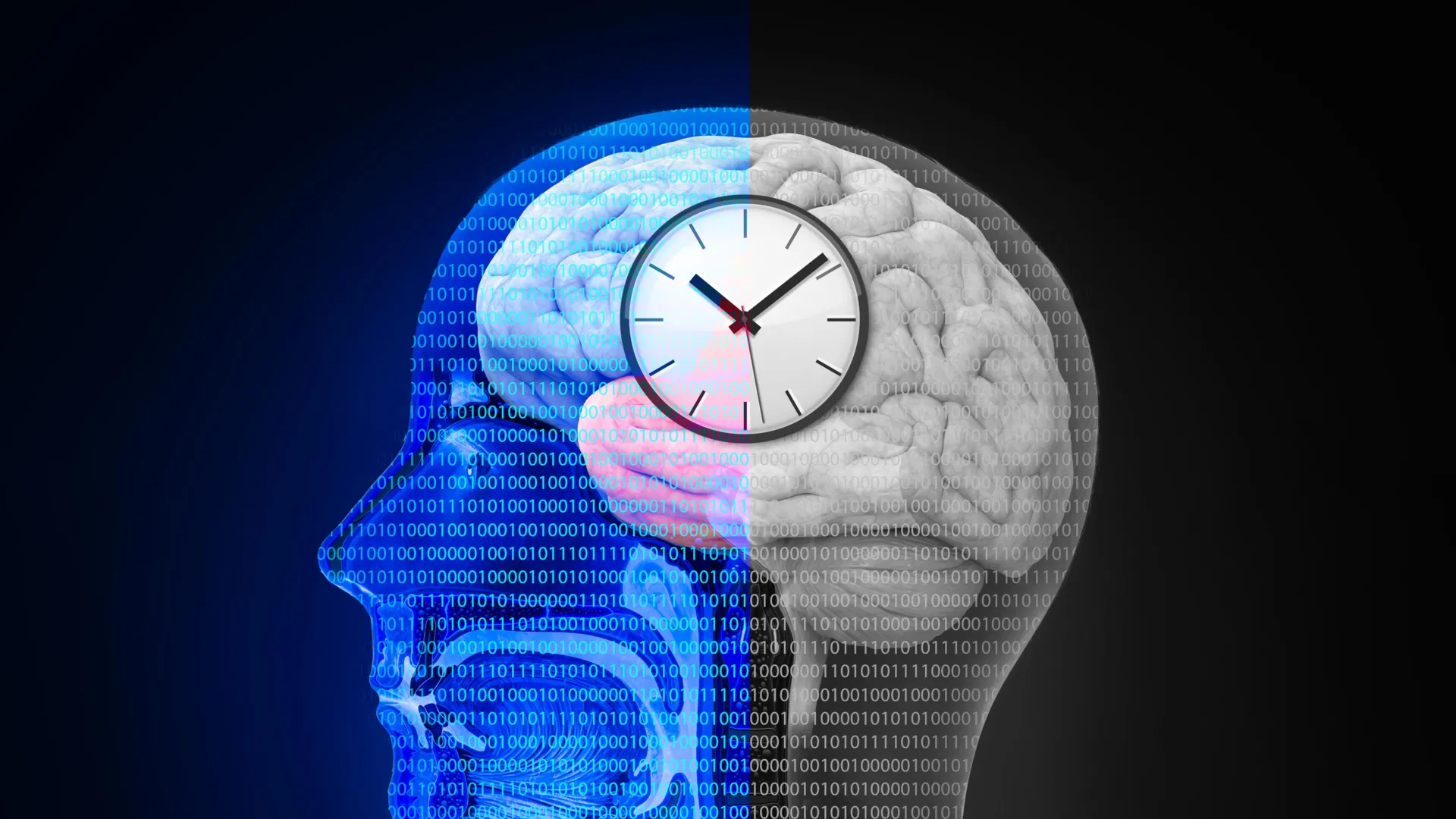 Fasting Diet Rewires Gut and Brain to Aid Weight Loss