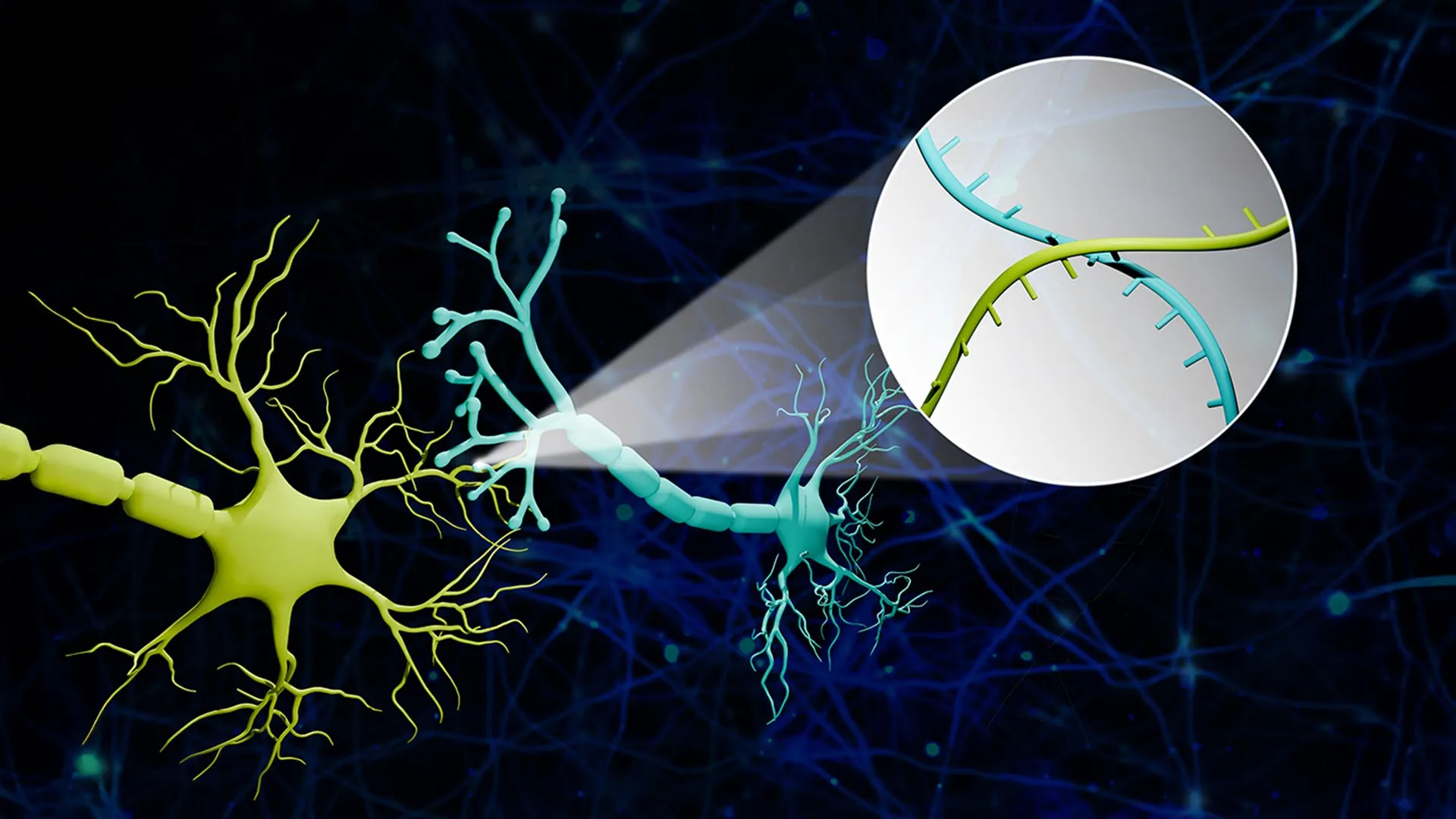 Scientists Map Brain Wiring With RNA 'Barcodes