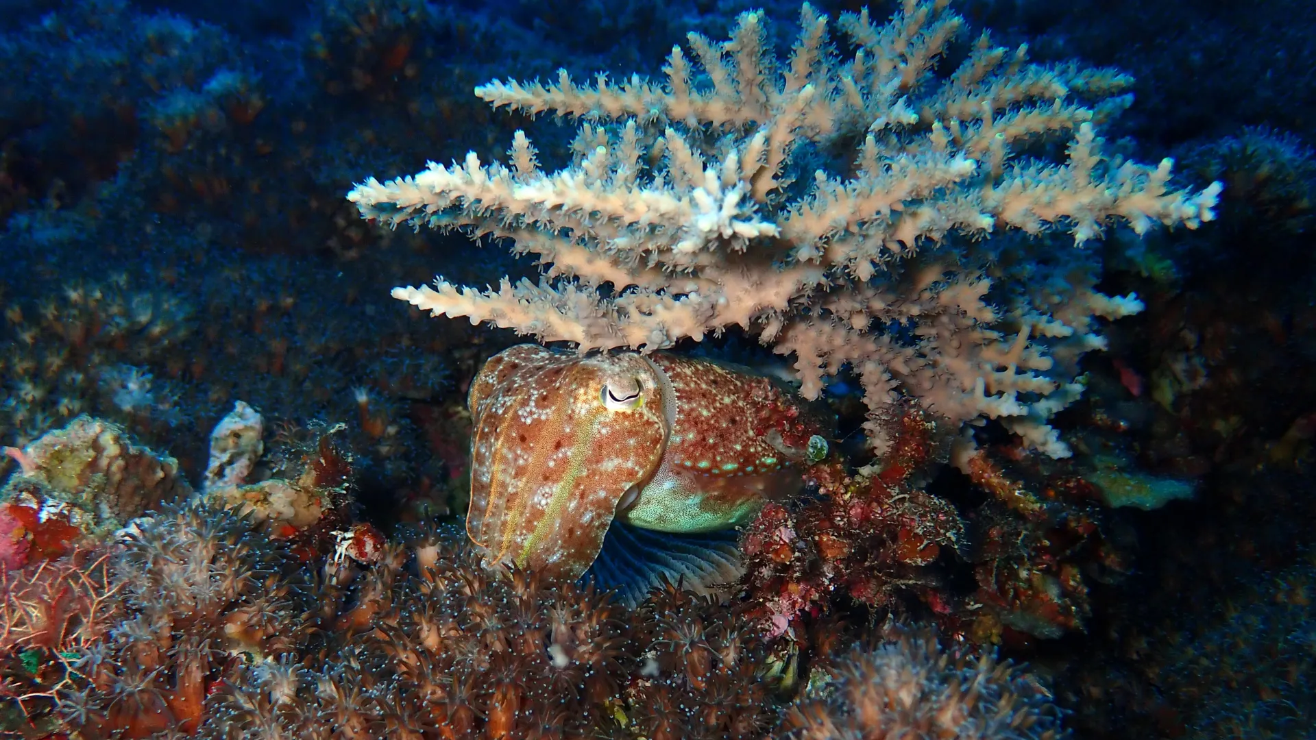 Common cuttlefish swimming underwater displaying color-changing skin and distinctive oval body shape