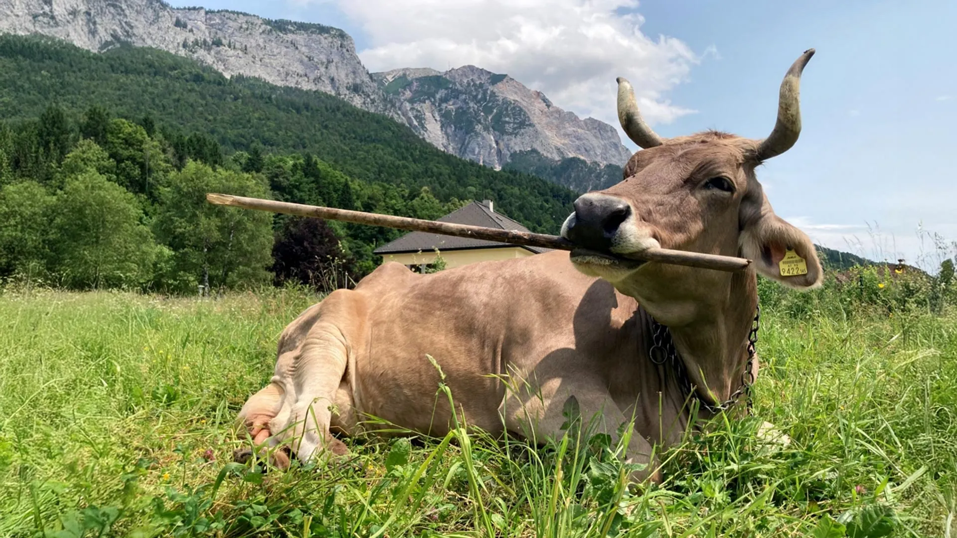 Swiss Cow Named Veronika Uses Tools Like a Chimpanzee