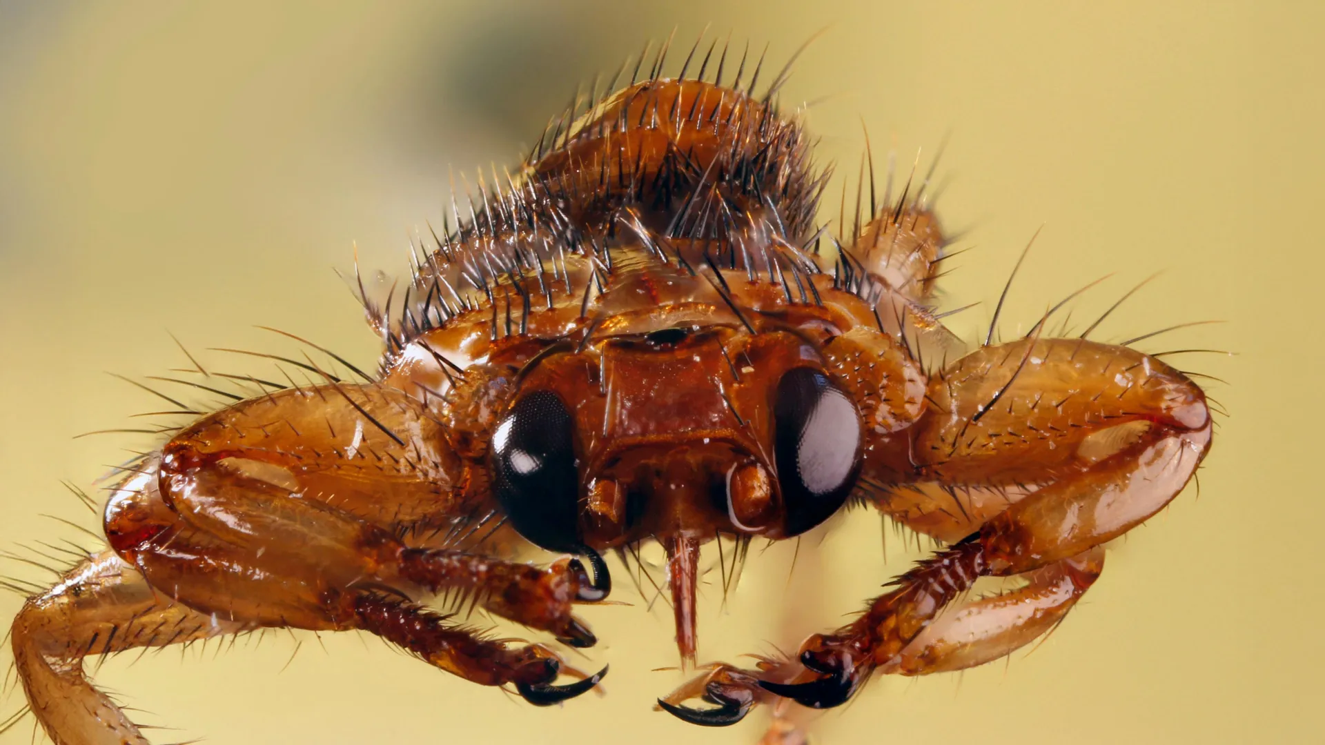 Blood-Feeding Flies Trade Vision for Reproduction