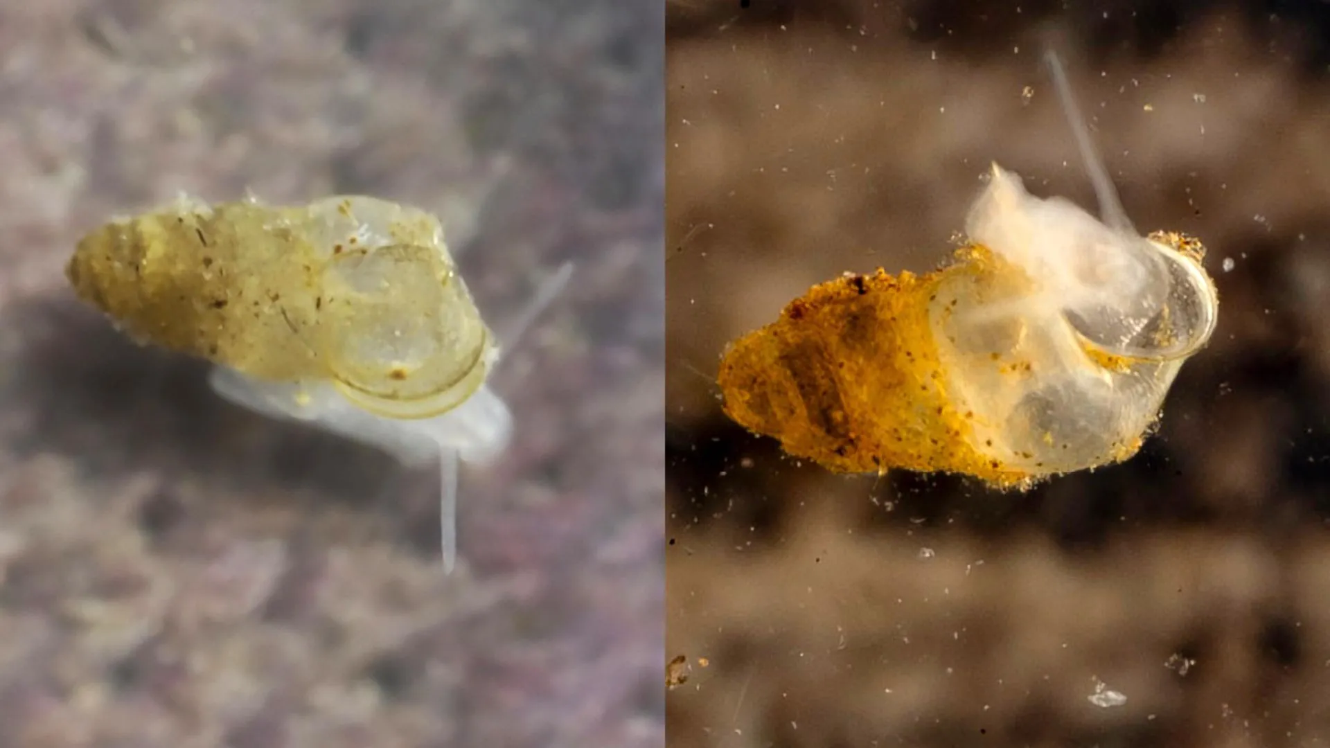 Translucent eyeless cave snail with cone-shaped shell found in Chinese mountain cave system
