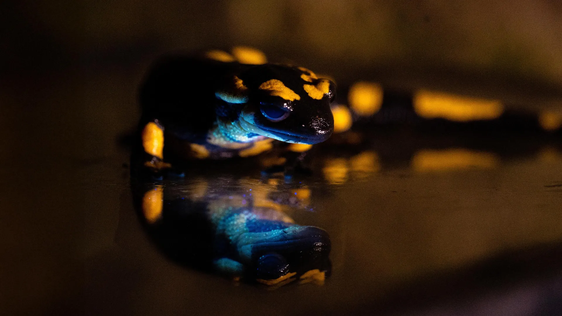 Fire Salamanders Glow Green Under UV Light, Scientists Find