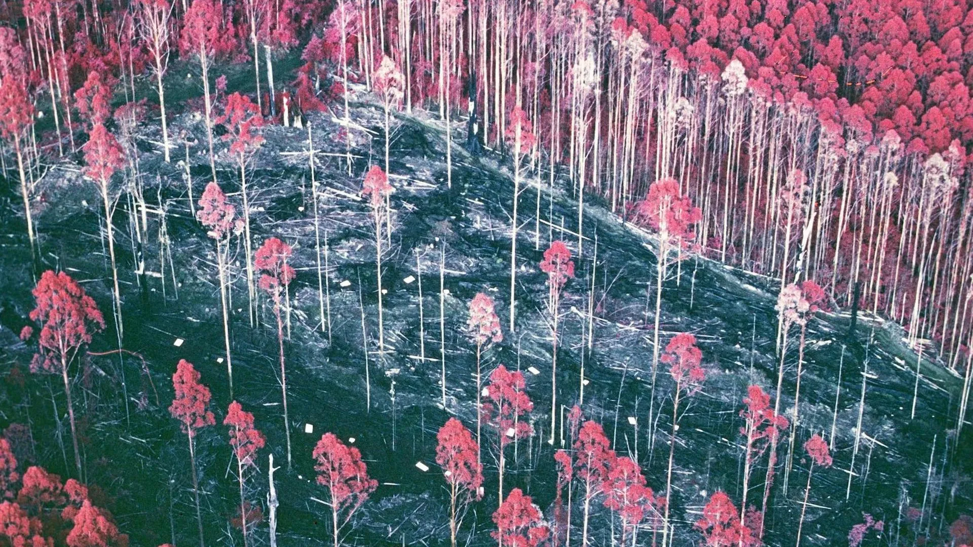 Forgotten Forest Experiment Reveals Win-Win-Win Solution