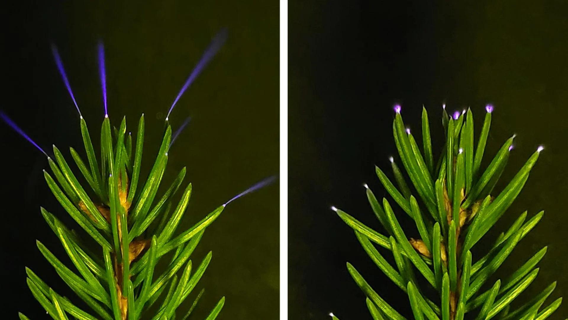 Scientists Capture Trees Glowing During Storms for First Time