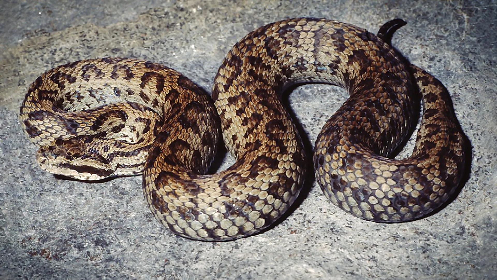 Himalayan pit viper specimen photographed in scientific study showing distinctive pattern and coloring