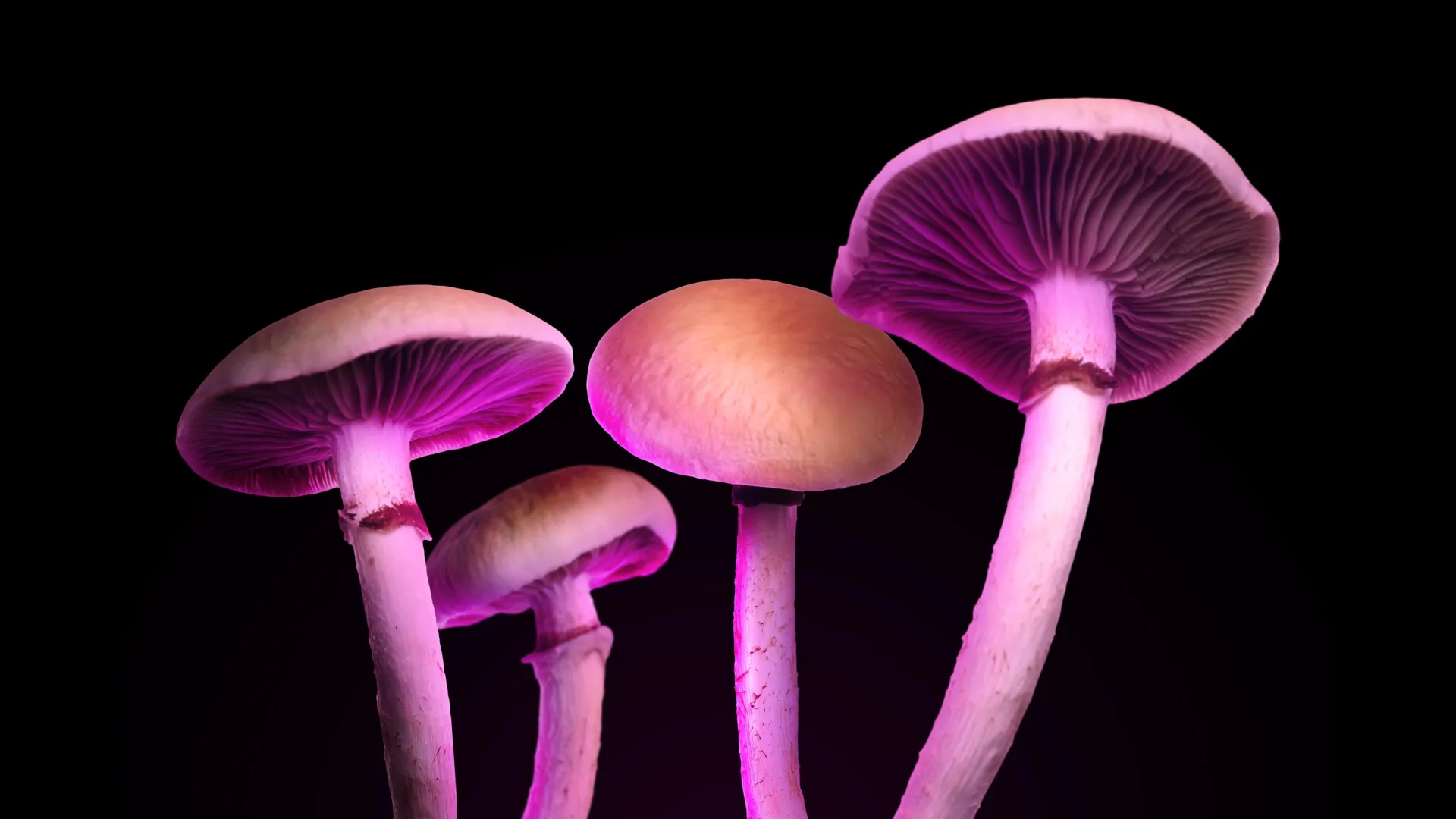 New Magic Mushroom Drug Treats Depression Without the Trip