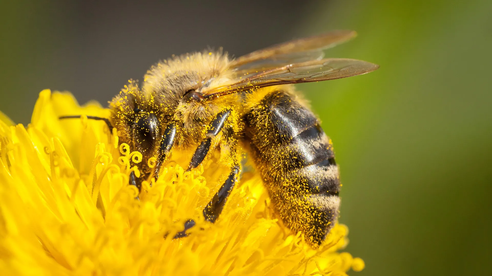Honeybees Create Perfect Baby Food from Imperfect Pollen