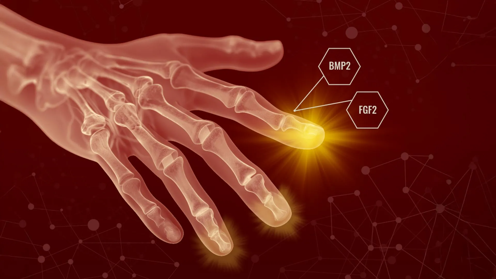 Scientists Unlock Hidden Regeneration Powers in Mammals