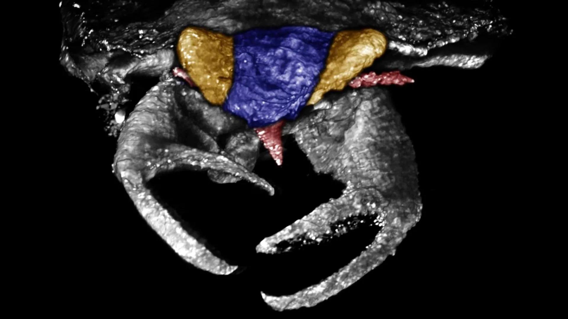 Scientists Find 100-Million-Year-Old Bug With Crab Claws