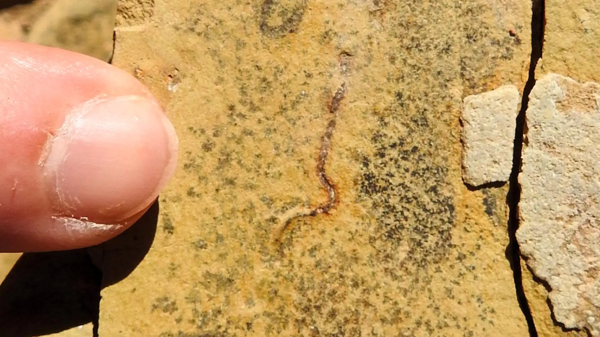 Ancient 'Worm Trails' Were Actually Giant Bacteria Colonies