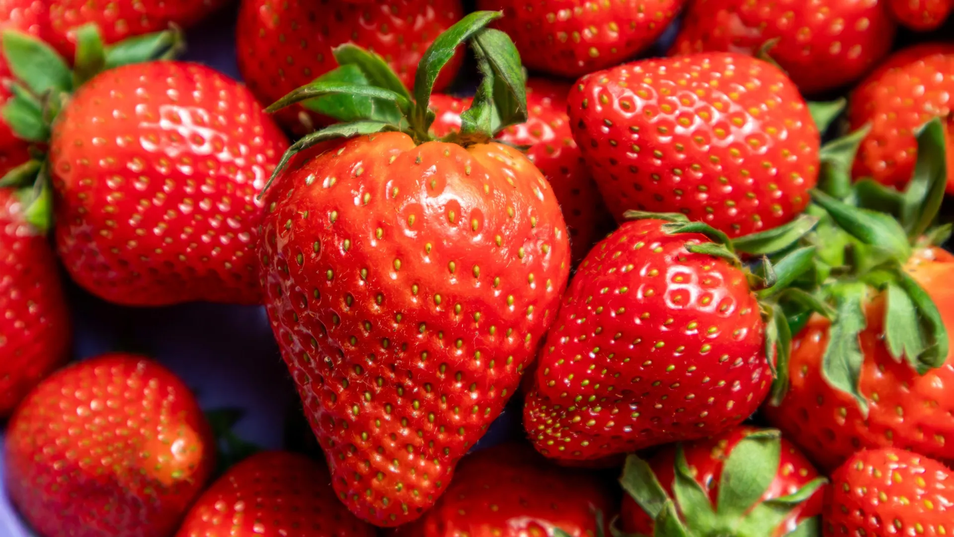 Fresh red strawberries showing the complex genetic history revealed by new DNA analysis