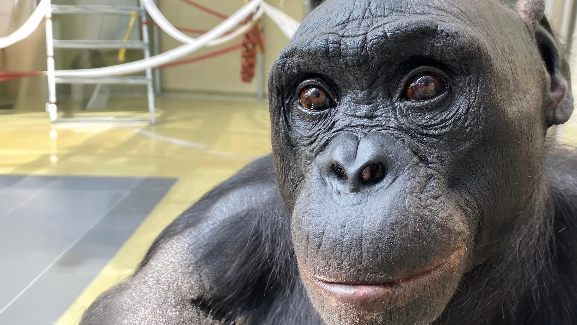 Bonobo Kanzi Uses Imagination in Tea Party Experiments