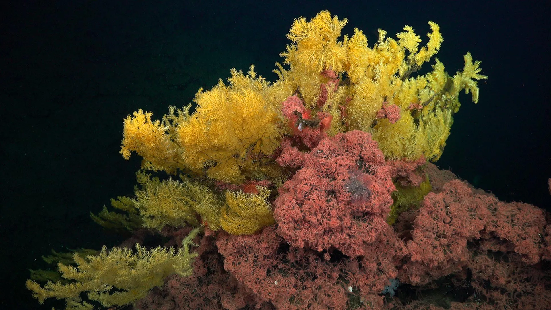 Scientists Discover Golden Coral Too Unique for Any Family