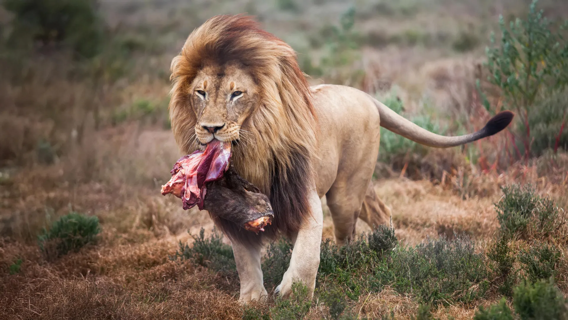 Adult male African lion with whole carcass at Monarto Safari Park in South Australia