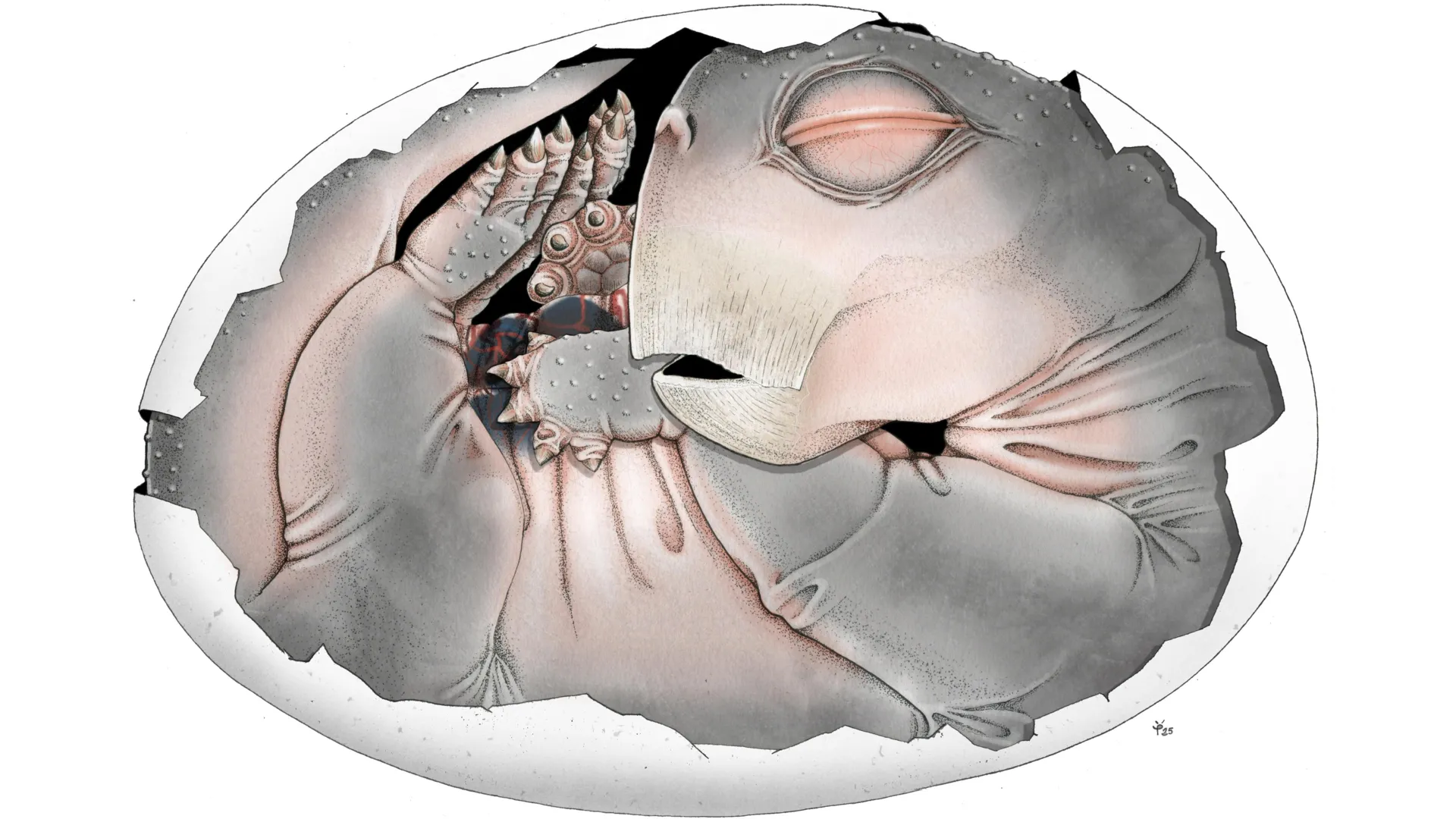 250-Million-Year-Old Egg Solves Mammal Evolution Mystery