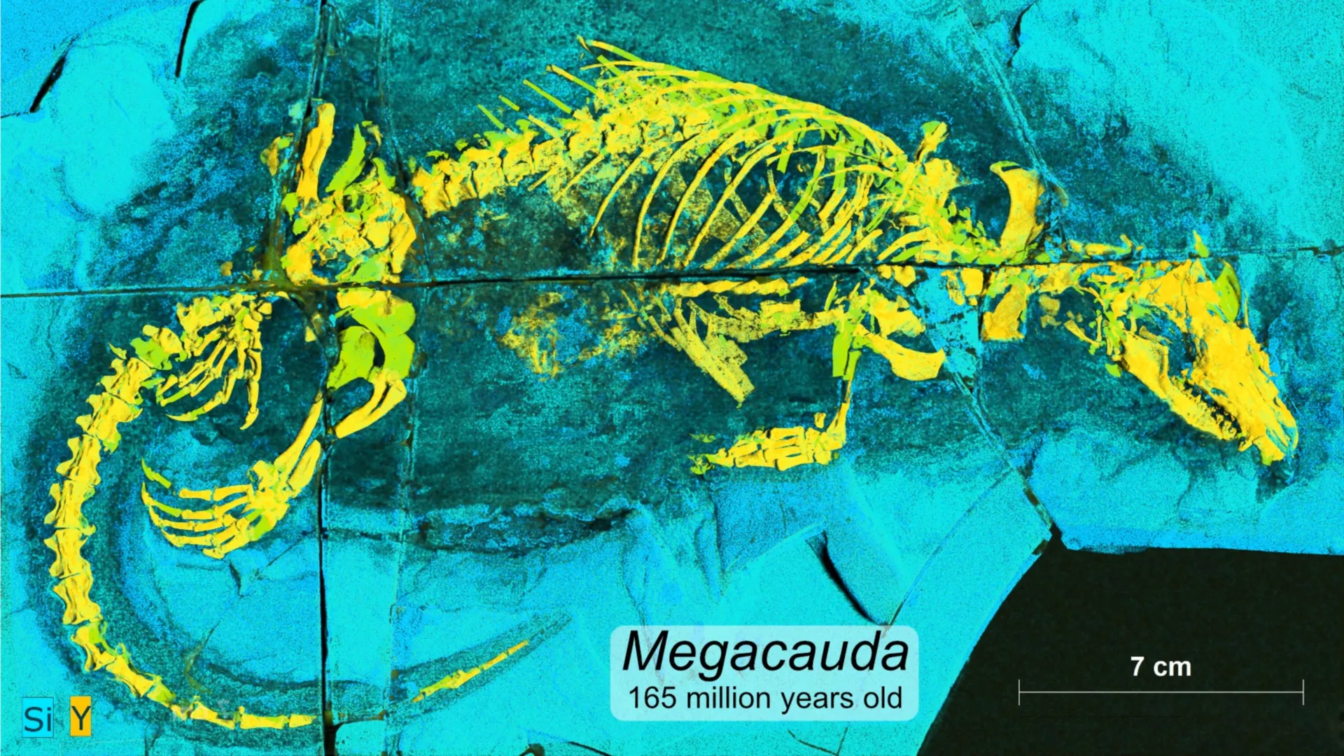 165-Million-Year-Old Fossil Shows How Mammals Got Smarter
