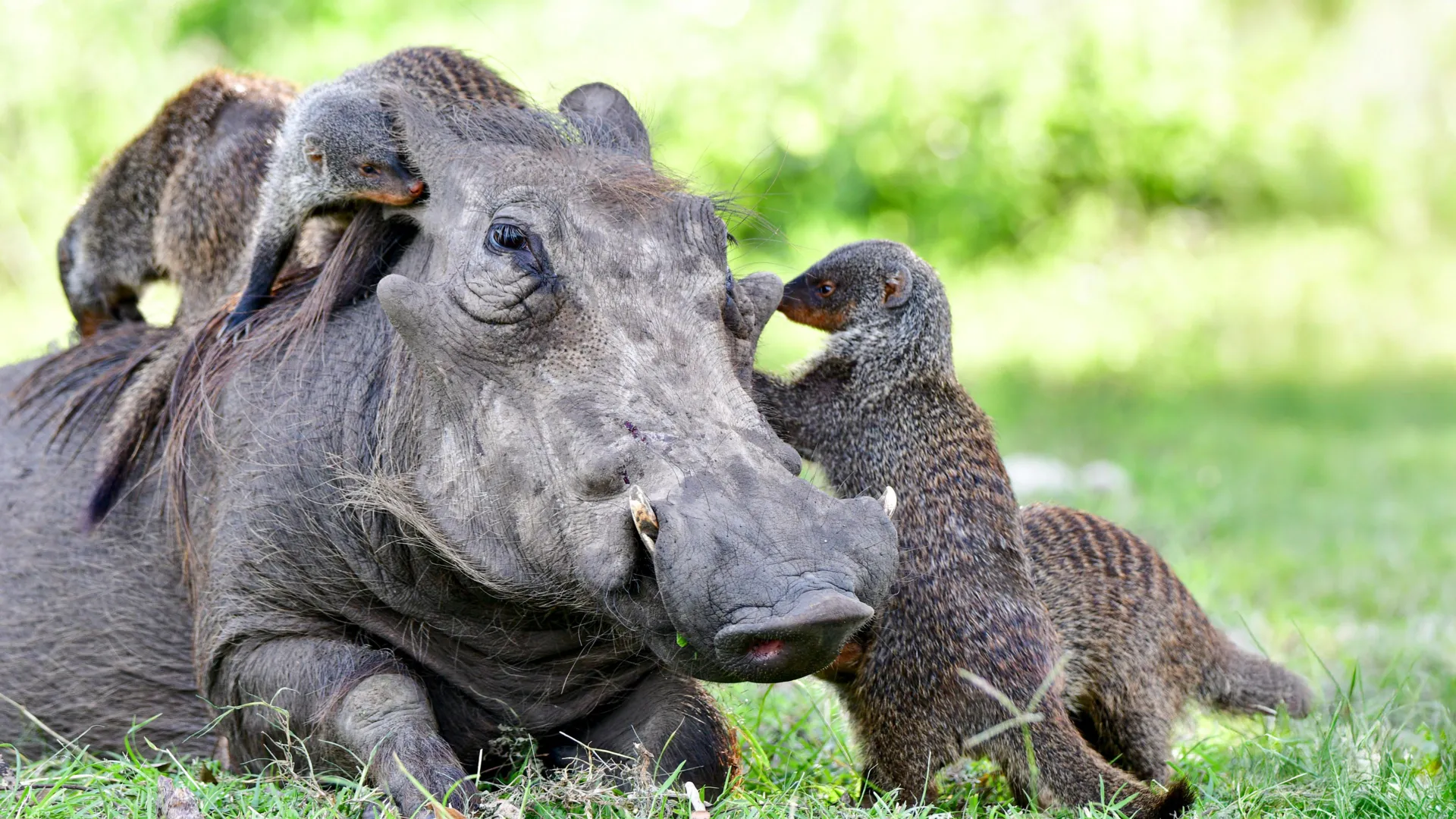Animals Speak Across Species to Survive Together