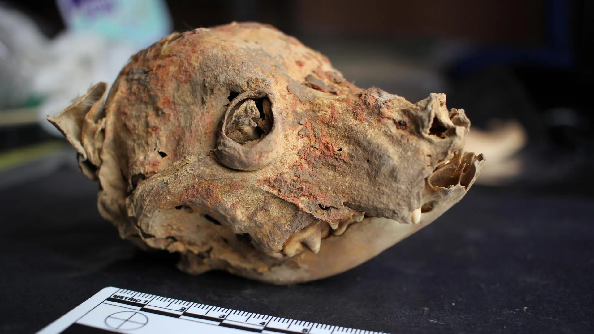 1,200-Year-Old Dog Mummies Found in Peru