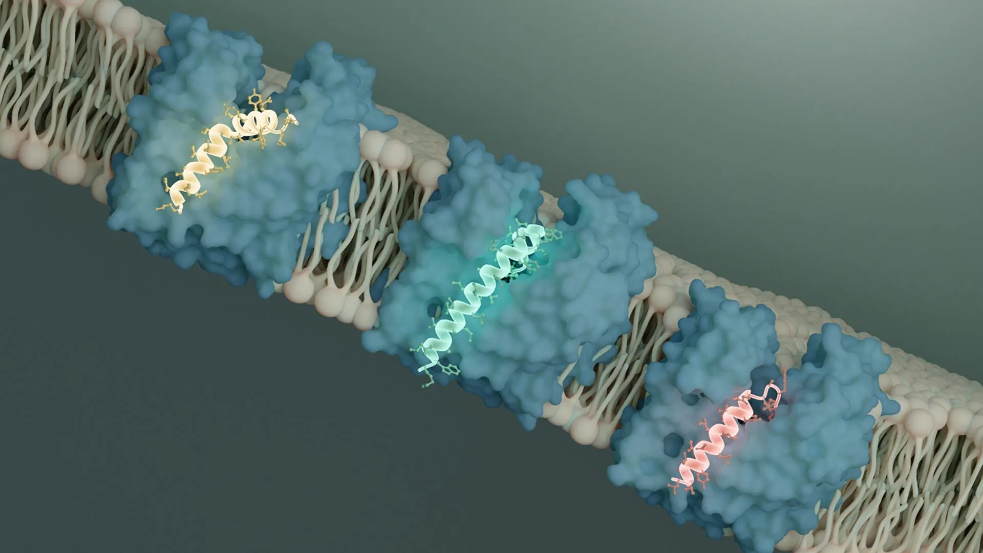 Microscopic visualization showing viral proteins locking bacterial cell wall protein MurJ in position