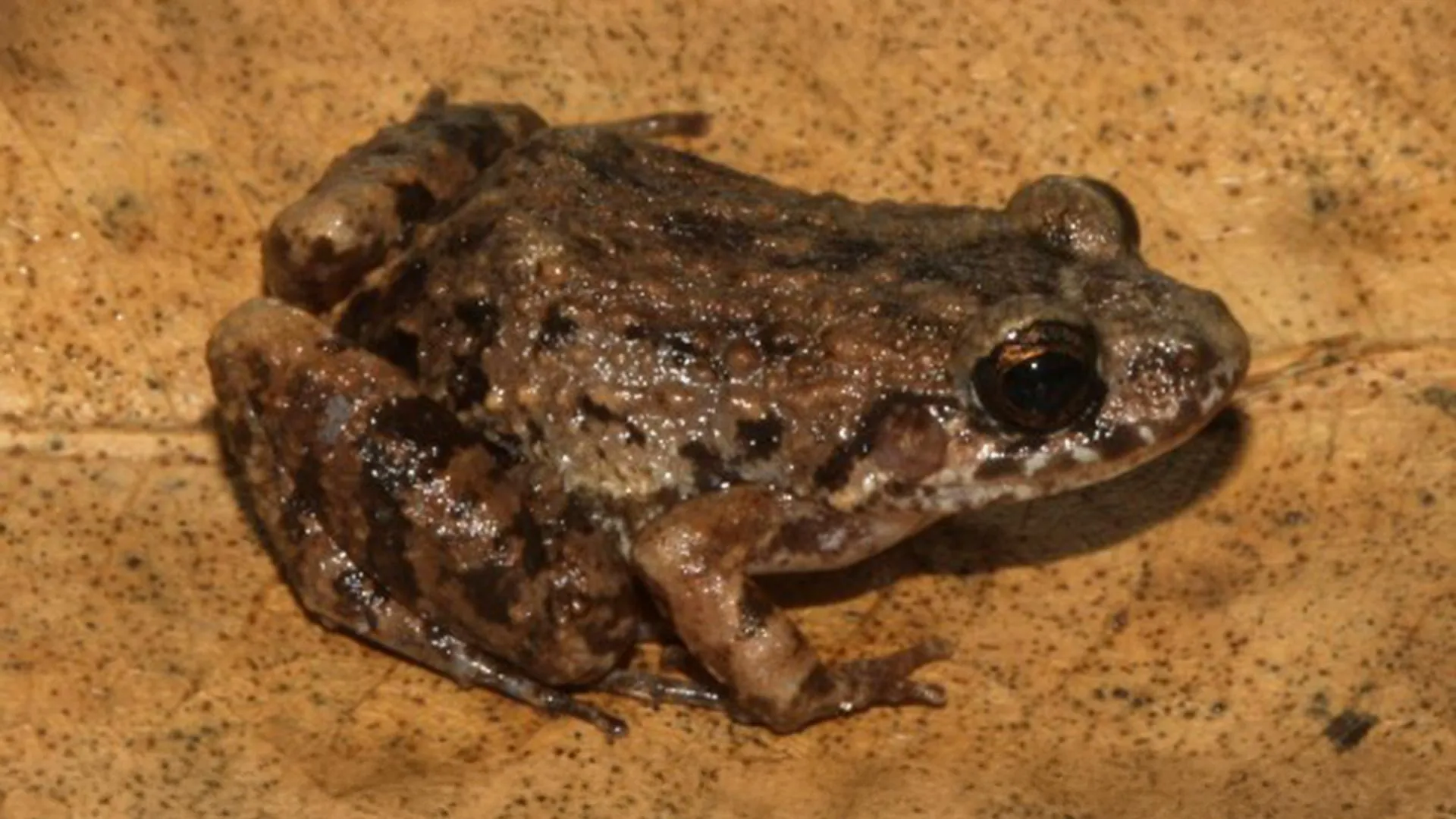 Scientists Find New Frog Species in Amazon Floodplains