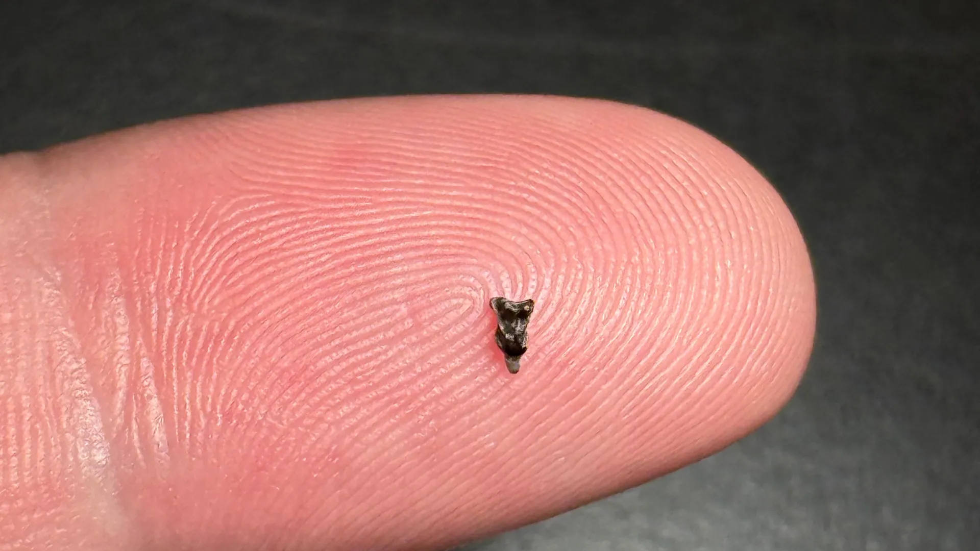 Tiny Teeth in Colorado Rewrite Human Ancestor Story