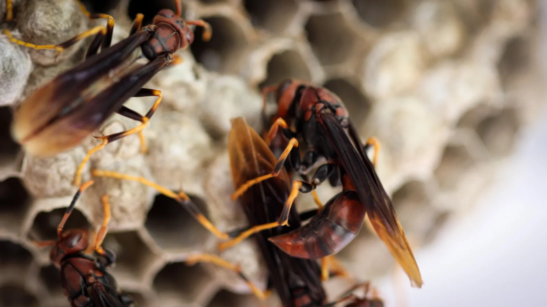 Wasp Colonies Survive Leadership Chaos With Hidden Heroes