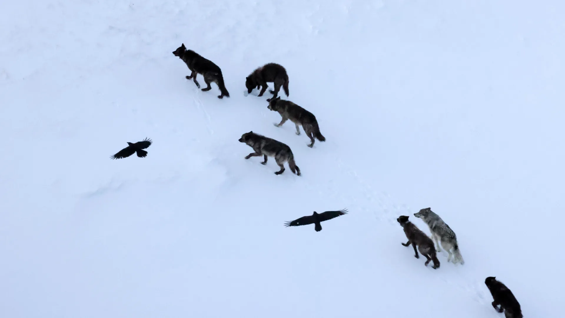 Ravens Outsmart Wolves Using Memory, Not Tracking