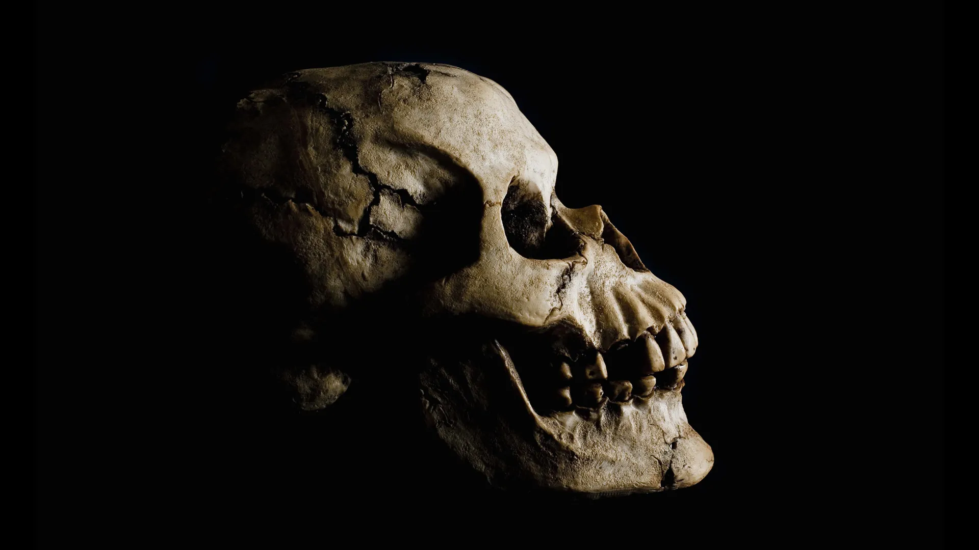 Ethiopia Fossil Find Reveals Human Ancestors Lived Together