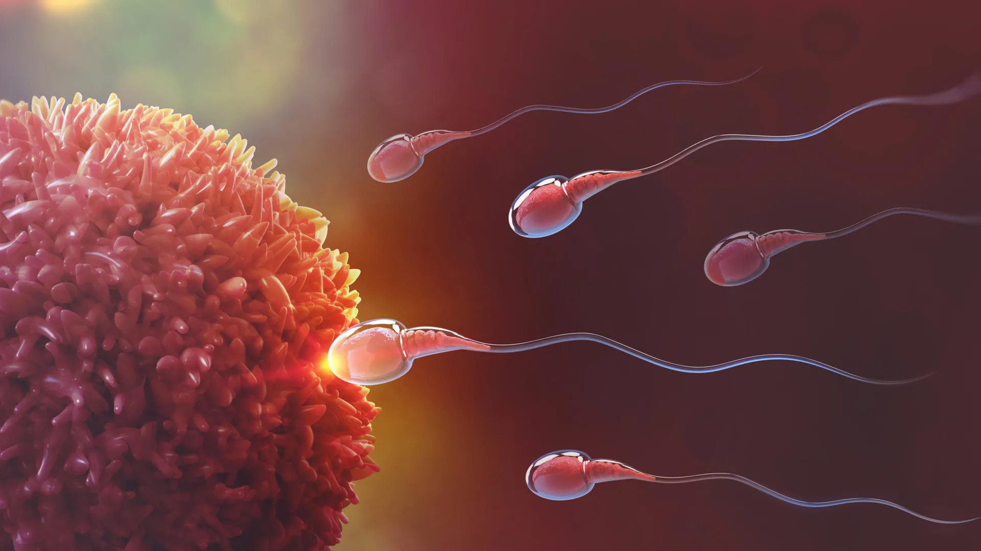 Sperm Use Teamwork to Win at Fertilization, Study Finds
