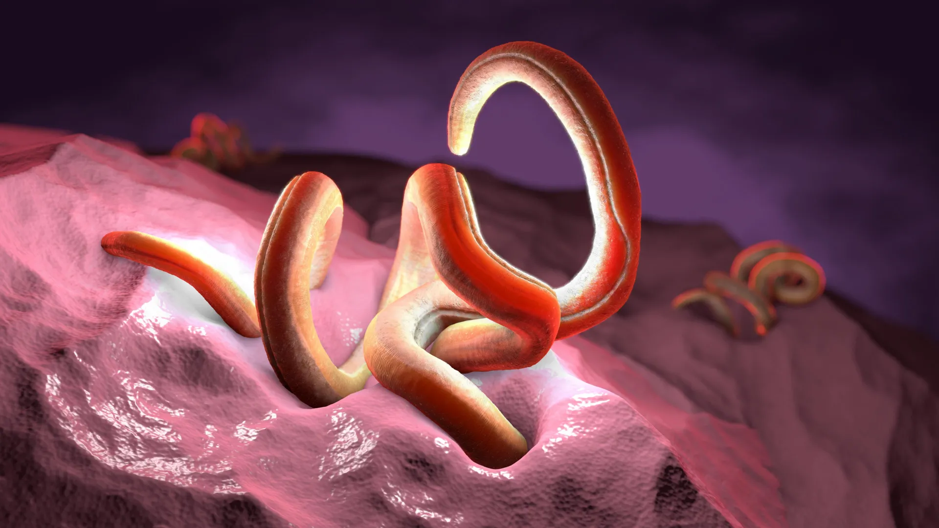 Fiber Makes Healing Parasites Work, Scientists Discover