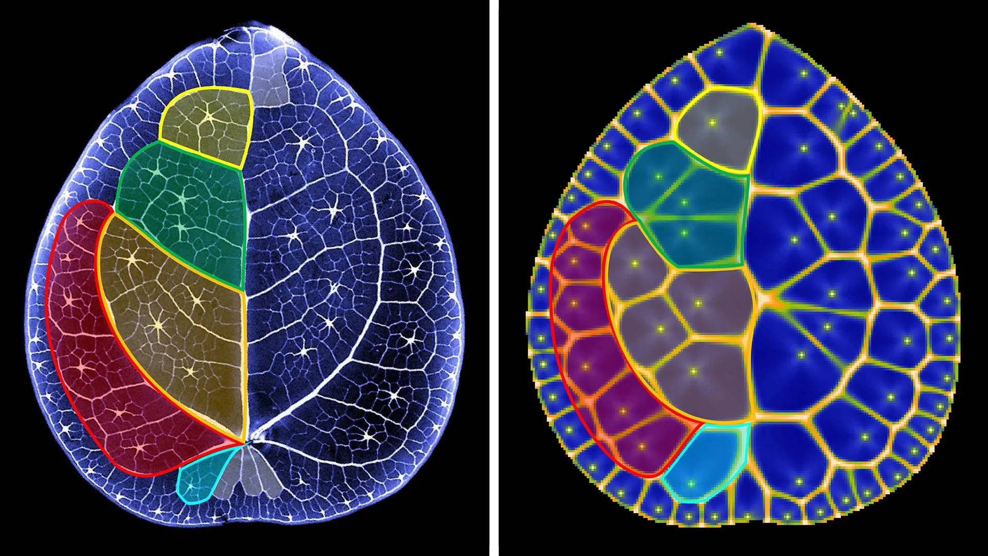 Chinese Money Plant Hides Math Secret in Its Leaves